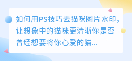 如何用PS技巧去猫咪图片水印,让想象中的猫咪更清晰