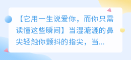 爱犬无声的告白：这8句话，让每一位养狗人瞬间破防